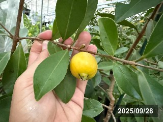 イエローストロベリーグァバ