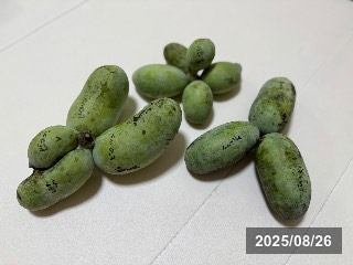 ポポー
