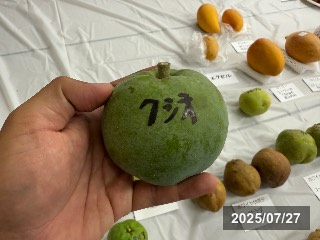 クシオ