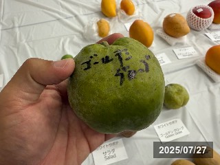 ゴールデングローブ