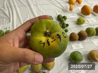 ライニキコマーシャル