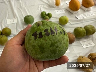 チェストナット