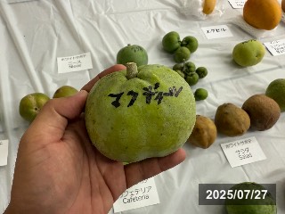 マクディール