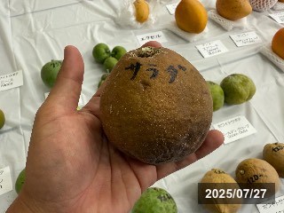 サラダ