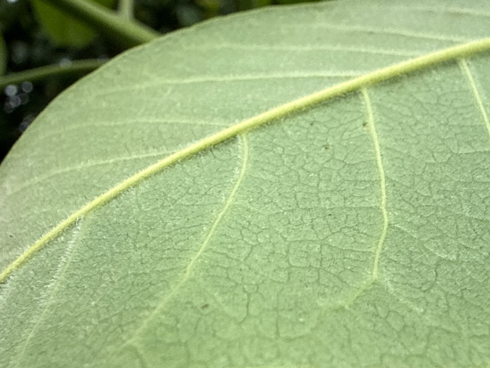 葉に毛茸がある！
