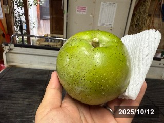 品種不明．和歌山橋爪さんの園地にて