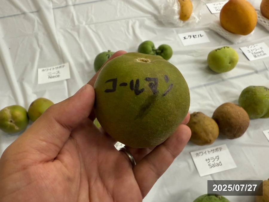 ホワイトサポテ