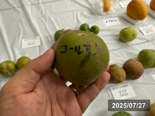 ホワイトサポテ