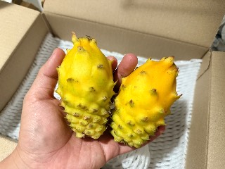 イエローピタヤ