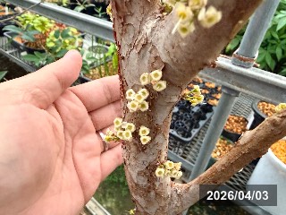 小葉．サバラ