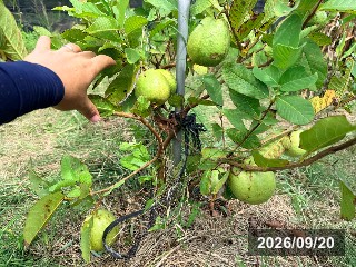 取り木苗 2年目