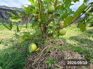 取り木苗 2年目