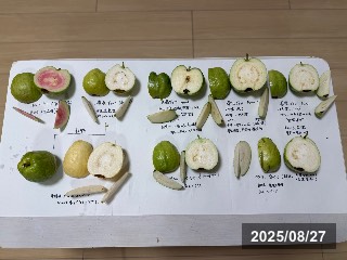 グァバ