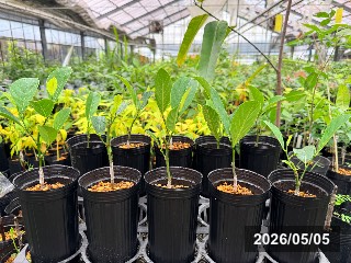 パラミツの種接木