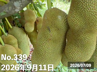 台湾(二林)で見つけたジャックフルーツ