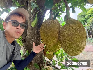 台湾(二林)で見つけたジャックフルーツ