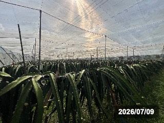 台南　楠西の園地