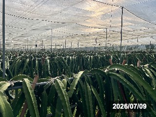 台南　楠西の園地
