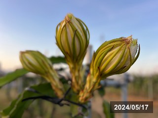 蕾