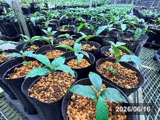 発芽直後の様子