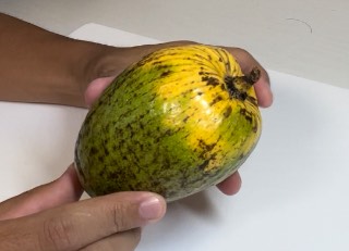 イヌバンレイシ