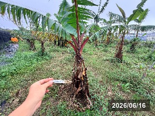 矮紅皮蕉