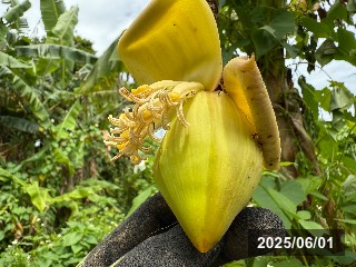 芭蕉