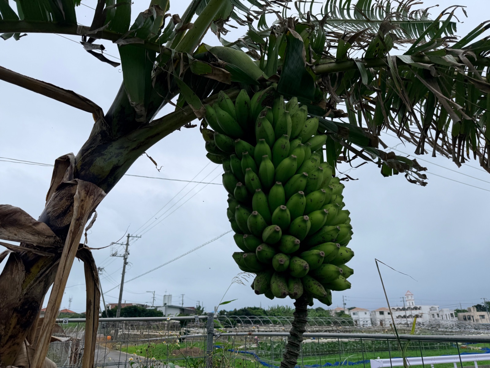 2026年5月31日，ねったいの遺伝子保存園の果実を収穫