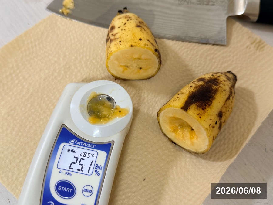 マイソール完熟果の糖度を測定した結果・25.1度 Brix%