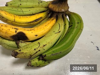 斑入り