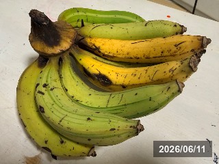 斑入り