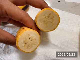 島バナナ
