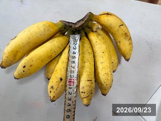 島バナナ