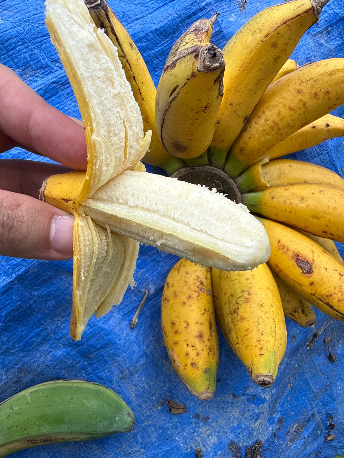 ã·ãµã±ãã