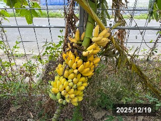 ベジタブル
