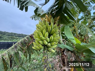 ドワーフナムワ