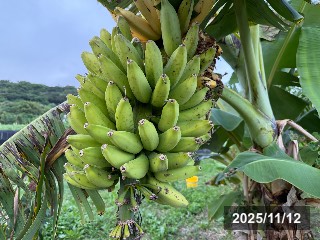 ドワーフナムワ