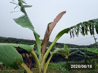 ナムワサイダン