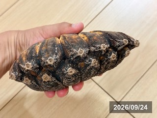 合掌バナナ