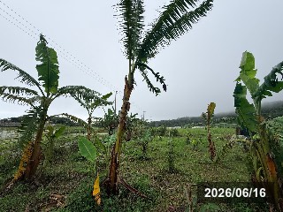 合掌バナナ