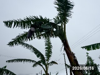 合掌バナナ