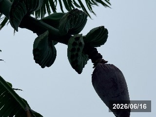果実肥大