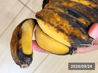 合掌バナナ