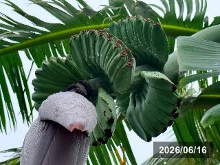 果実肥大