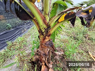 ドワーフ台湾