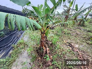 ドワーフ台湾