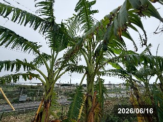ナムワ系アイスクリームバナナ