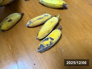 JTFA千葉の橋本さんからいただいた．