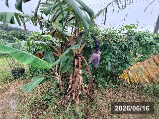 ドワーフ島バナナ