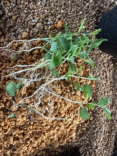 発芽した直後のインドナツメ